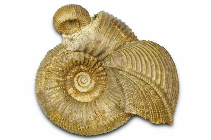 Jurassic Ammonites (Stephanoceras) and a Bivalve (Trigonia) - France #367890
